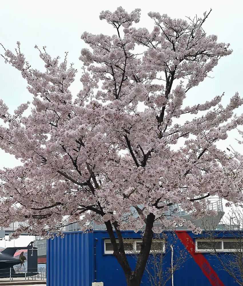 망원동 숨겨진 벚꽃 명소2-2