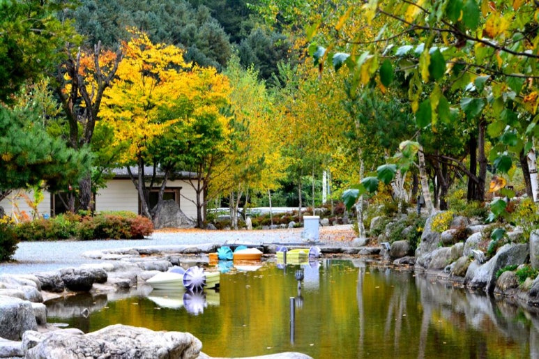 가평 자작나무숲 '또올래캠핑장' 미리보기