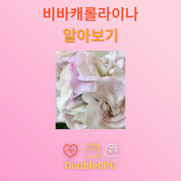 비바캐롤라이나 꽃말 및 탐구