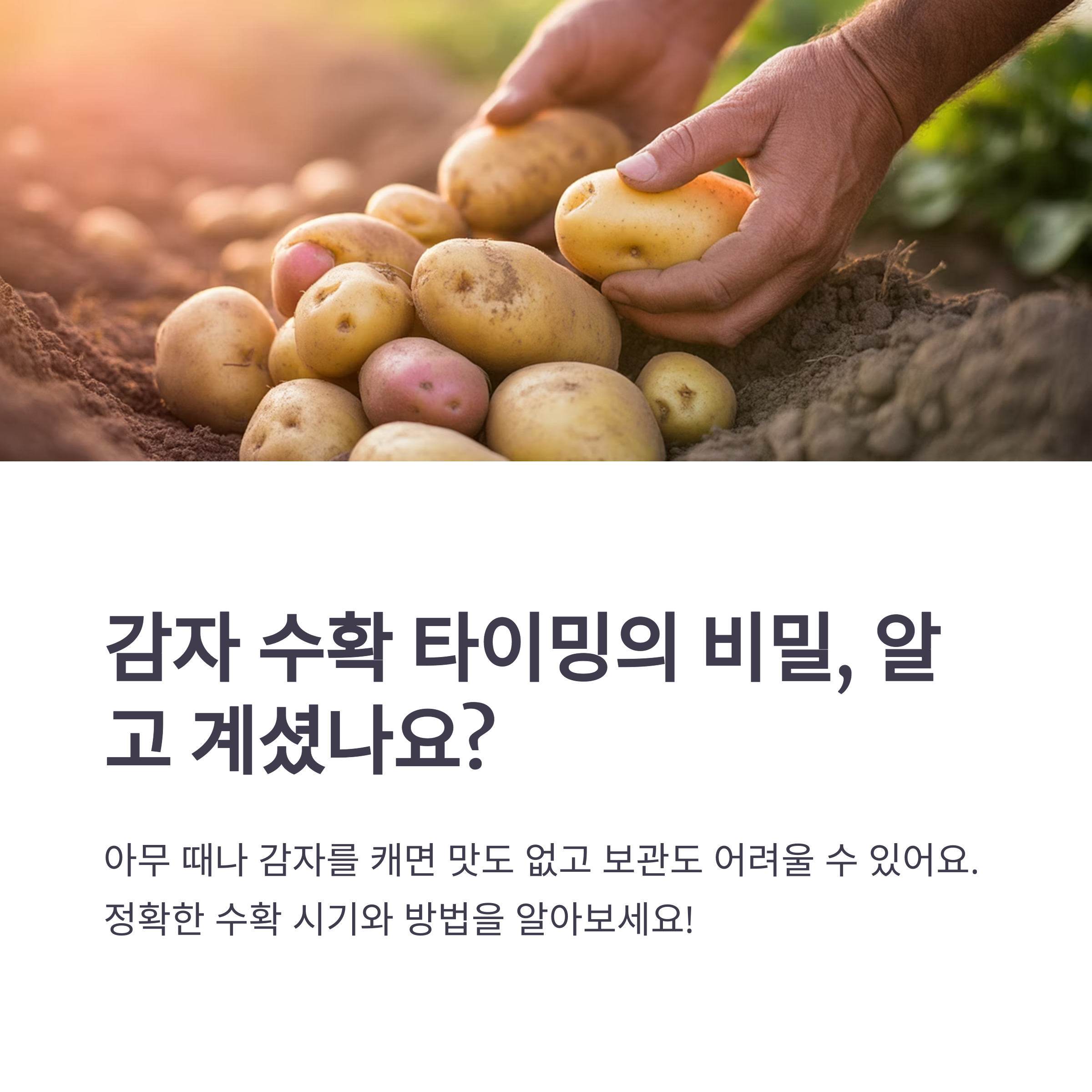감자 수확시기, 지역별·재배 시기별로 정확히 알려드립니다