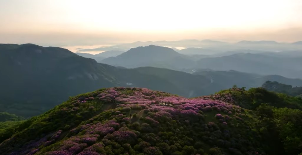 5월에 꼭 가봐야 할 적국 봄꽃 명소