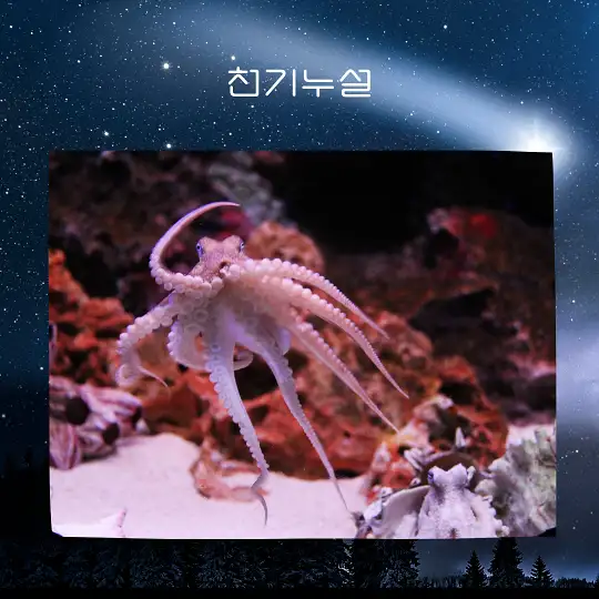 문어 잡는 꿈