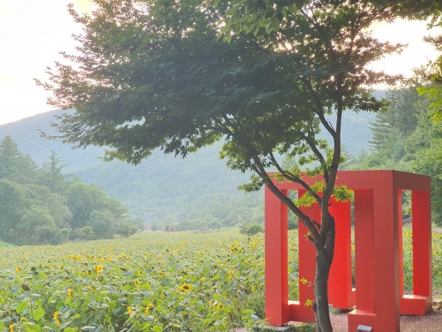 태백 해바라기 축제