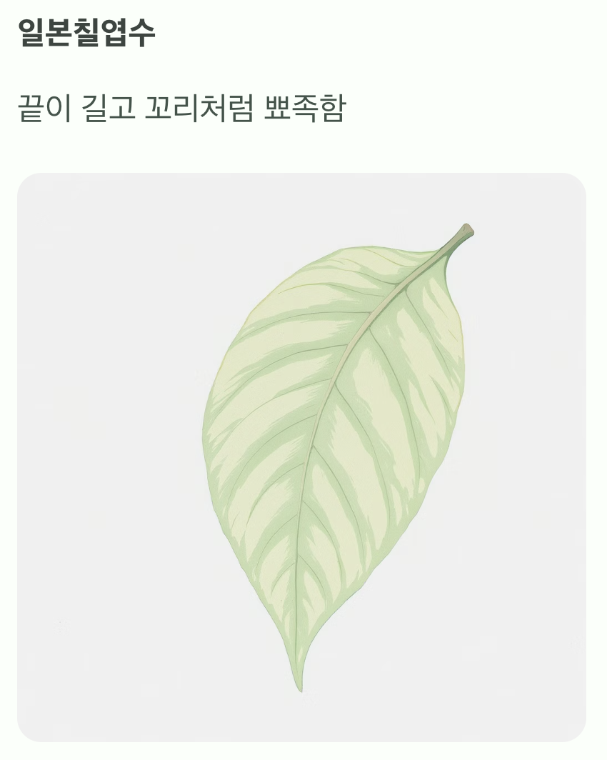두 번째&amp;#44; 잎사귀 끝의 미세한 차이