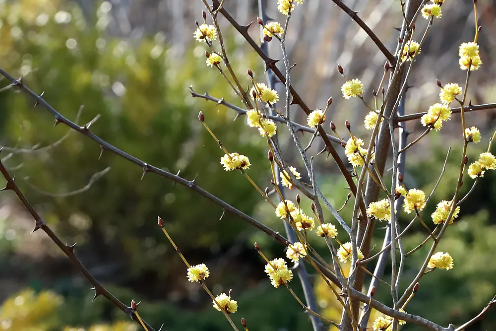 생강나무 꽃 개화시기 모양 특징_1