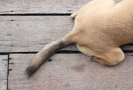 개의 꼬리