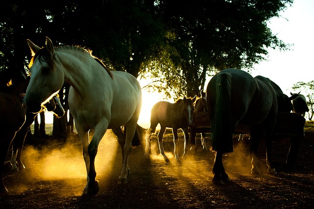 2026년 강원 정선 농어촌 기본소득 대상 지역 일정 연 180만원