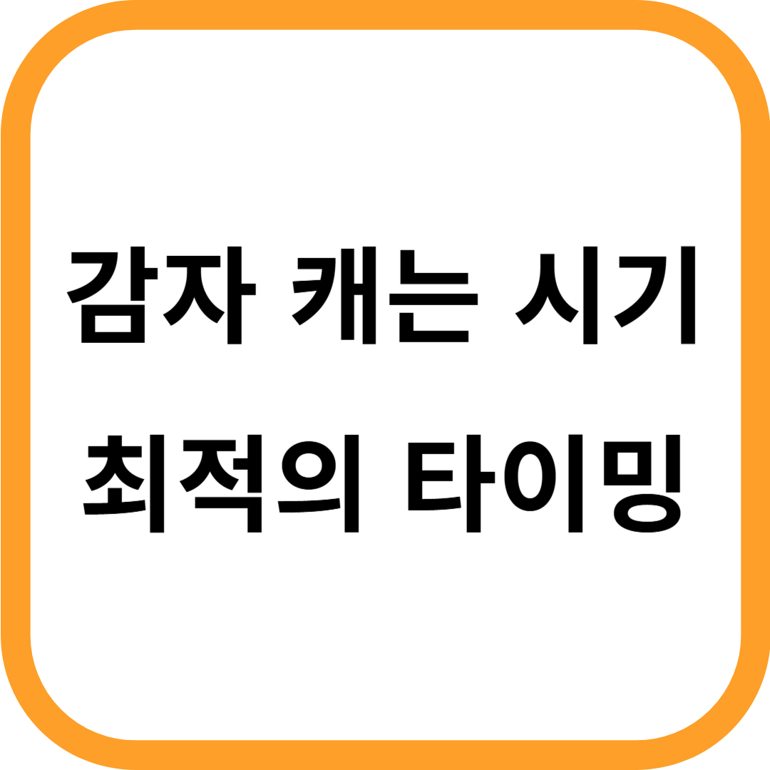 감자 캐는 시기