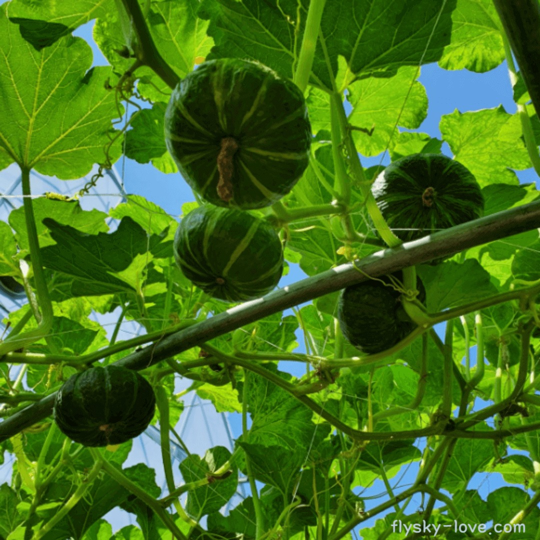 미니단호박 효능