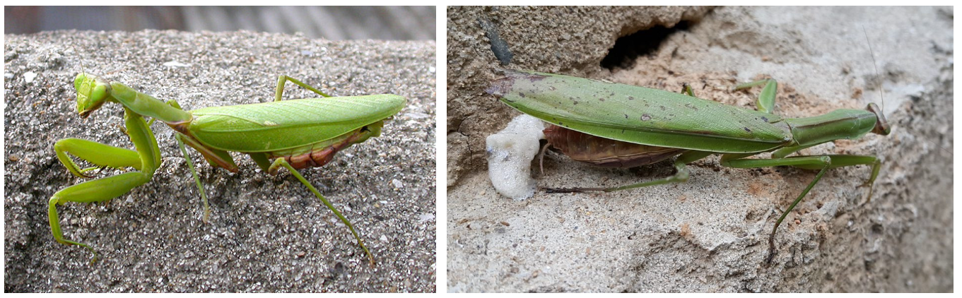 알 낳는 사마귀