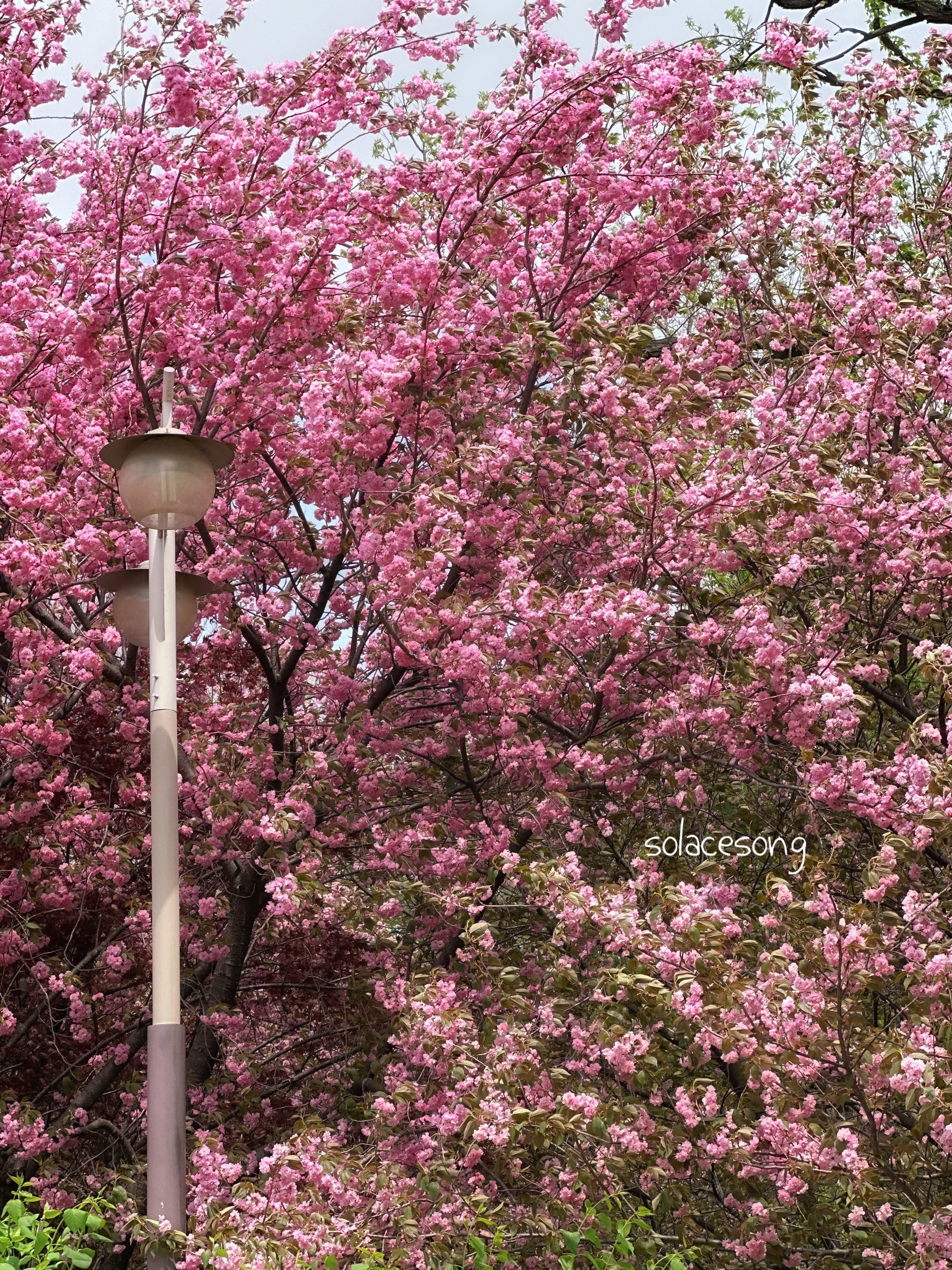 완산칠봉꽃동산