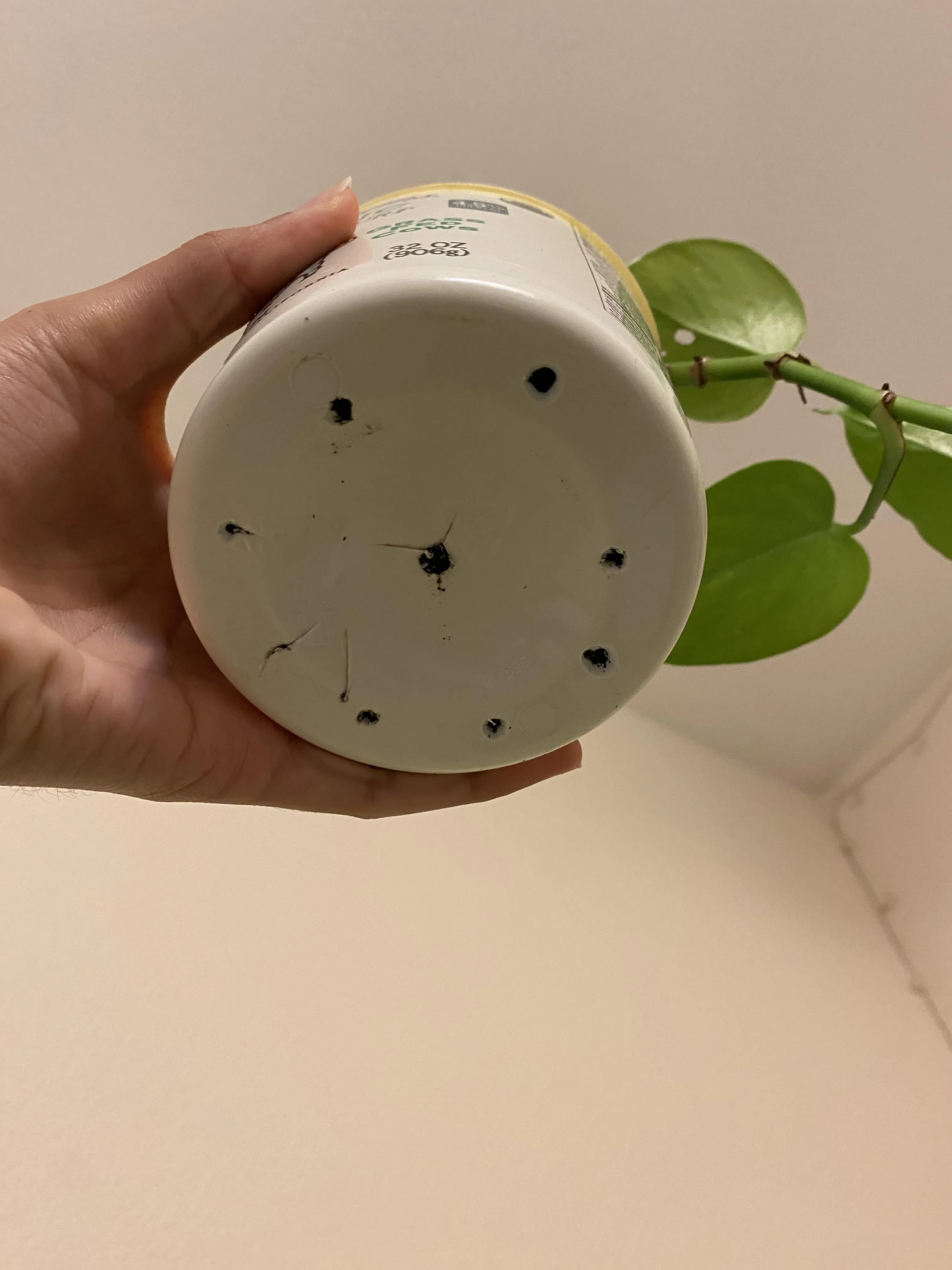 실내식물 초보 체크리스트 물주기 빛 습도 분갈이 한눈에 정리_3