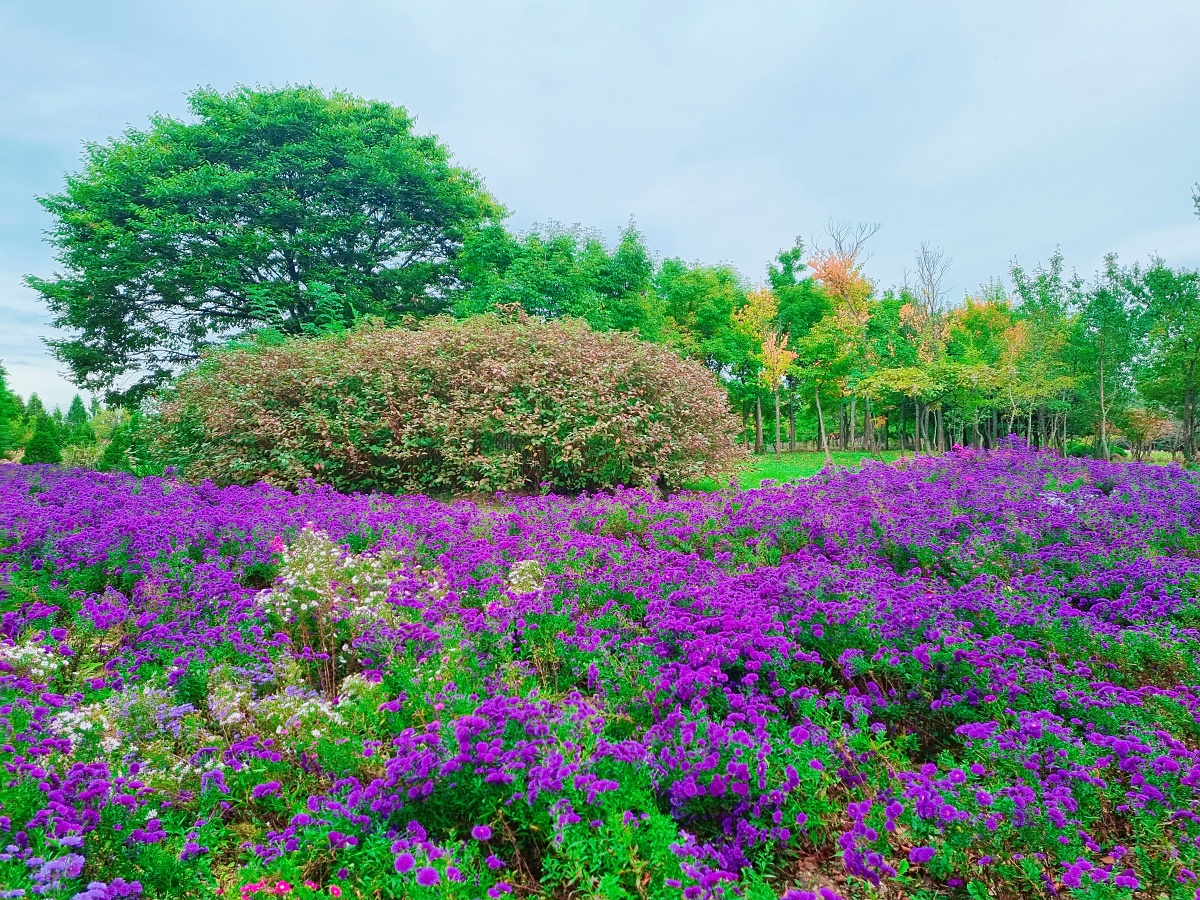 핑크뮬리부터 은행나무길까지, 드림파크 야생화공원 가을 축제와 산책