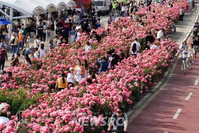 중랑 서울 장미축제
