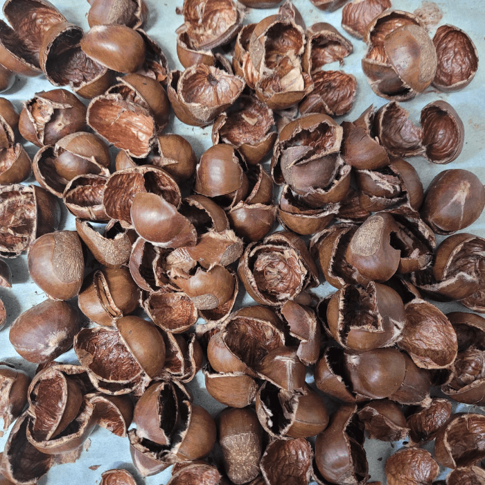 군밤까고-남은껍질들