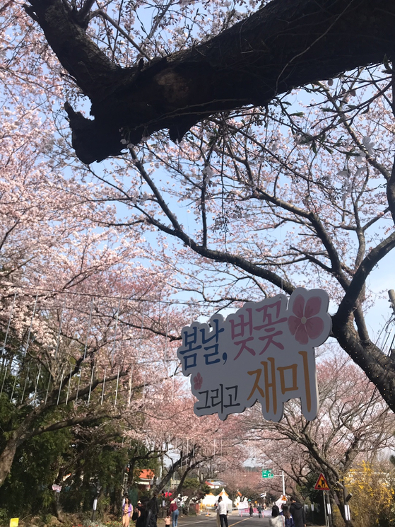2026-벚꽃-제주-왕벚꽃-만개1.jpg