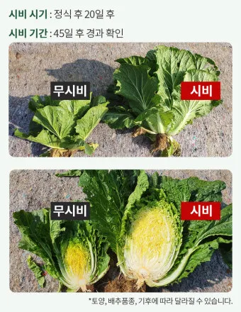 김장배추 웃거름비료 주는시기와 방법을 안내_21
