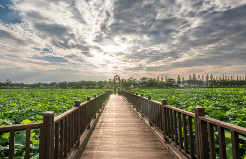 무안 연꽃 축제 회산 백련지 입장료, 축제 일정, 초대가수