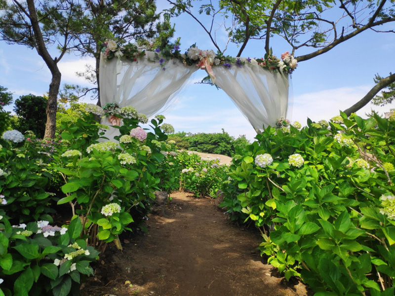 제주민속촌 수국축제