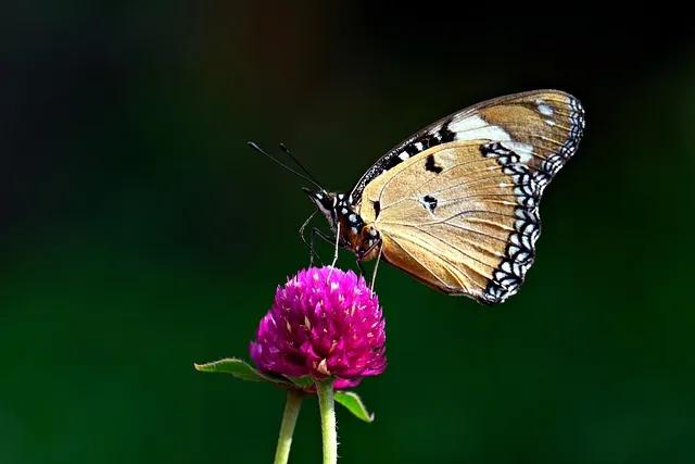 아마란스 재배 직파 요령 잎과 곡립 겸용 수확_6