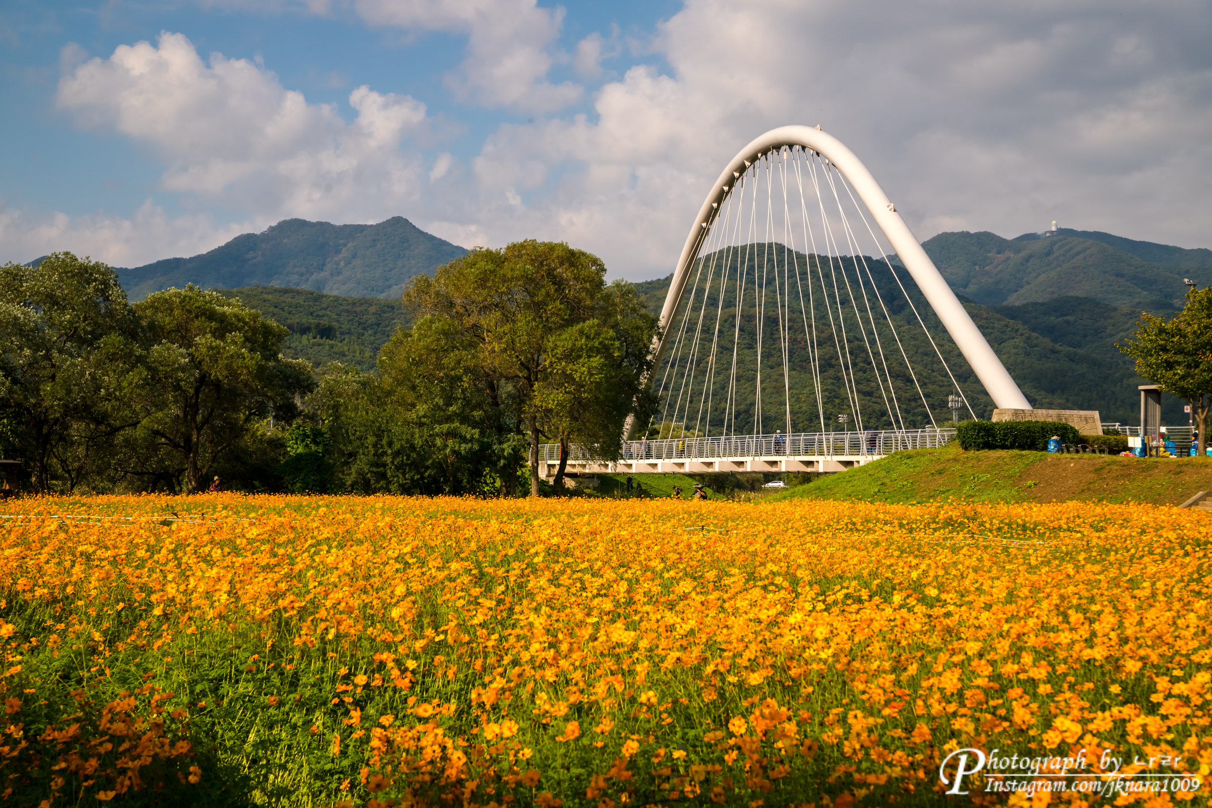 물의 정원 다리와 황화 코스모스
