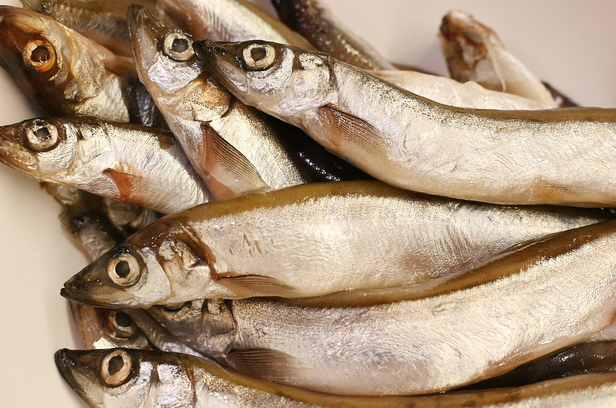 주부 필독! 생선 보관법: 냉장과 냉동 차이 완벽 정리