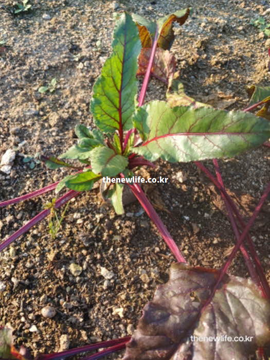 비트 효능 요리 활용 영양가치