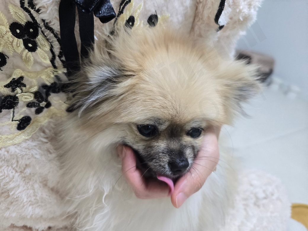 강아지의 턱을 받친 모습