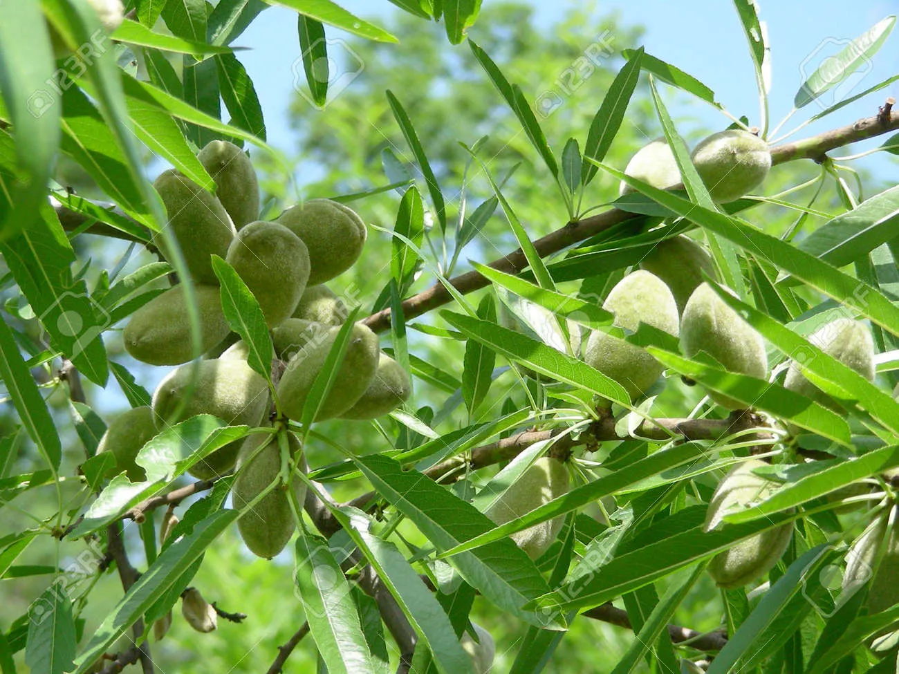 아몬드 재배 개화기 저온 대책 수분수 관리_7