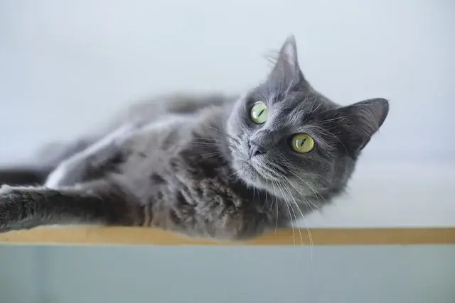 고양이를 목욕, 꼭 해야할까요?