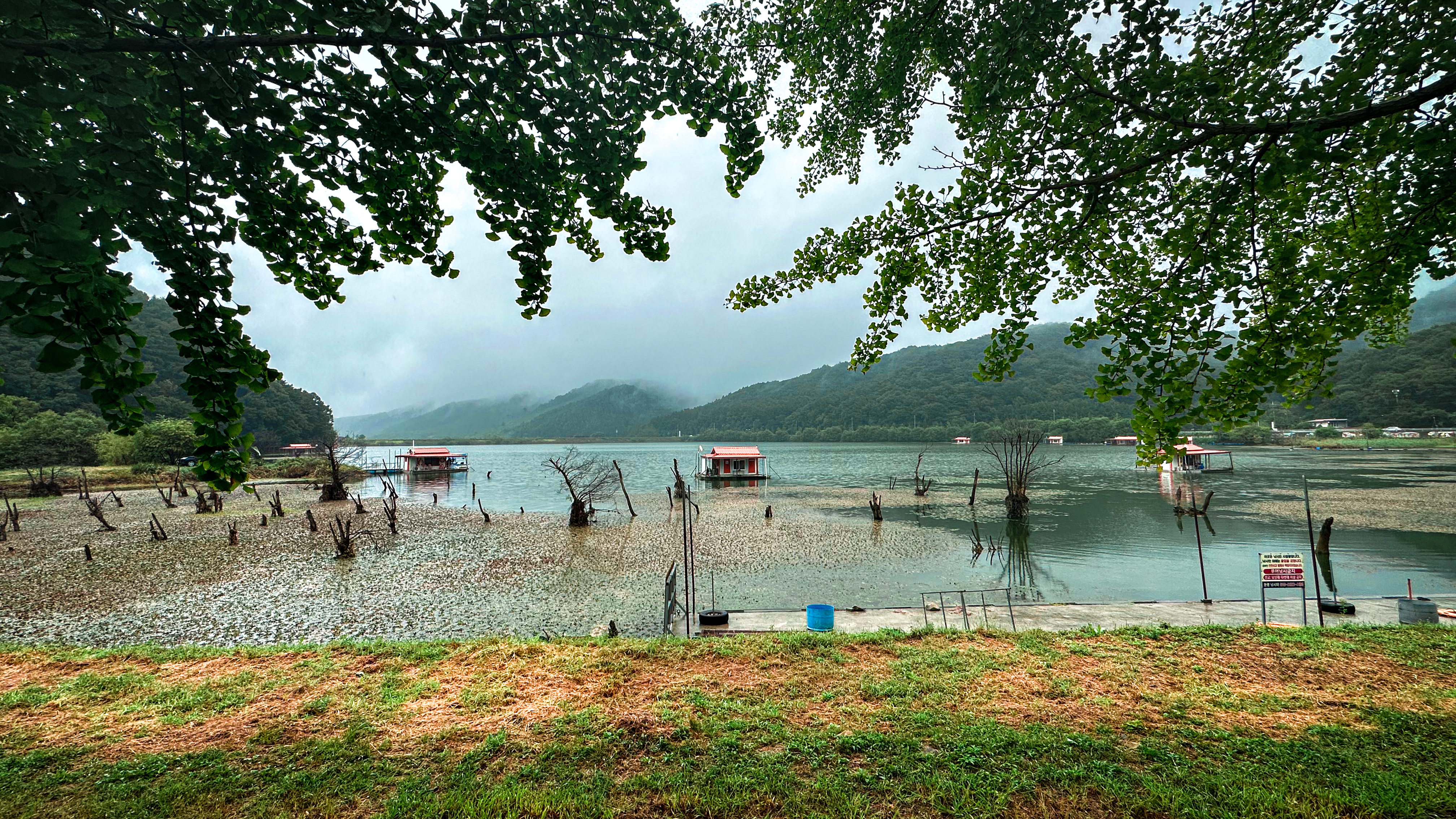 문광저수지 은행 나무길