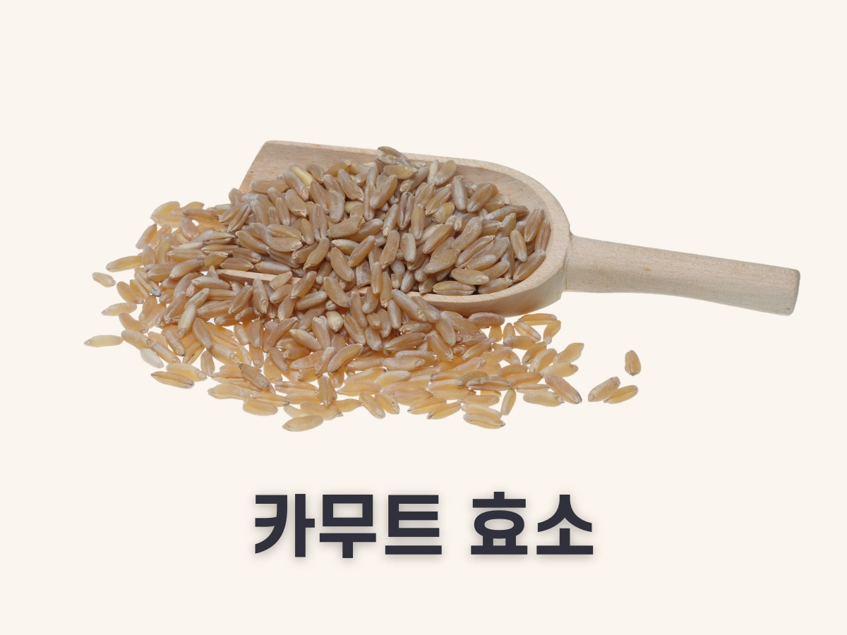 카무트 효소