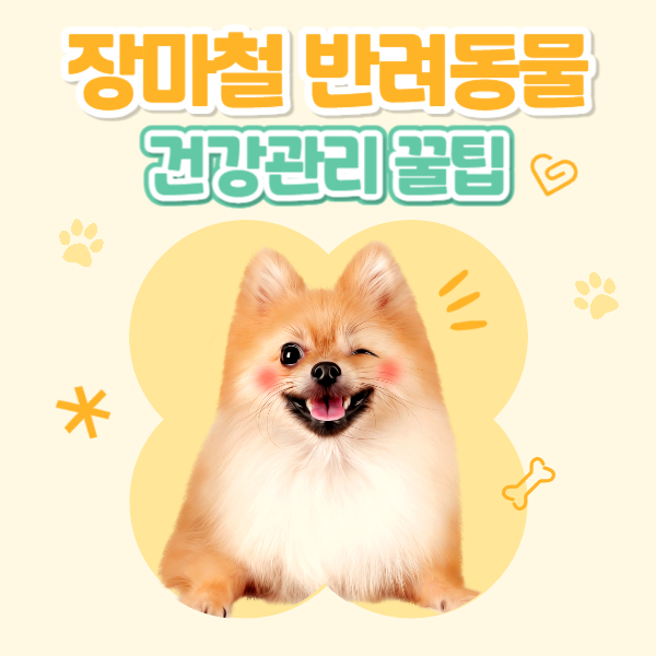 장마철 반려동물 케어 방법