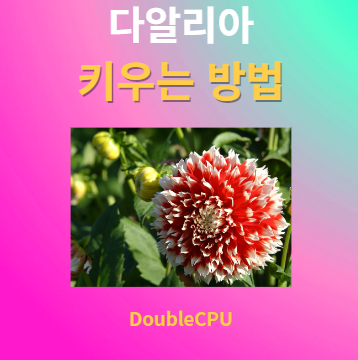 다알리아 키우기 물주기