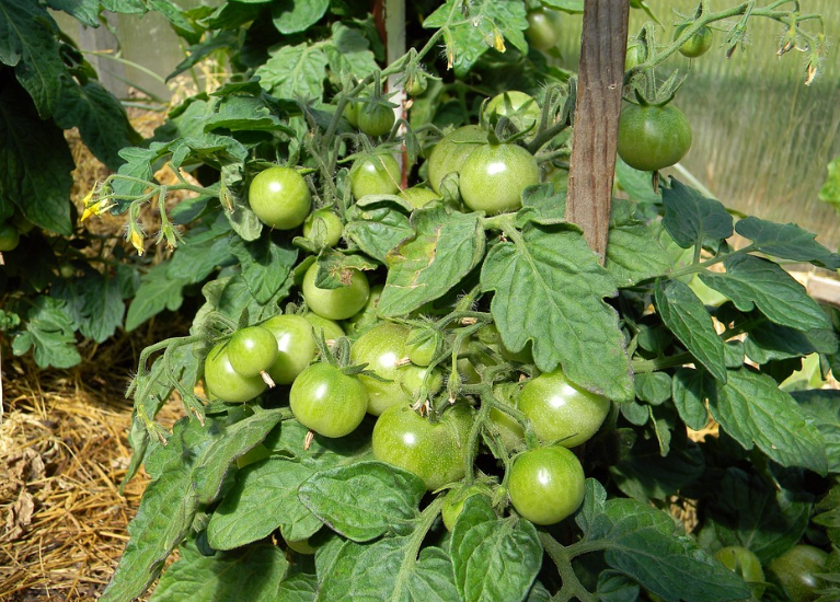 식물 기반 식품의 중요성