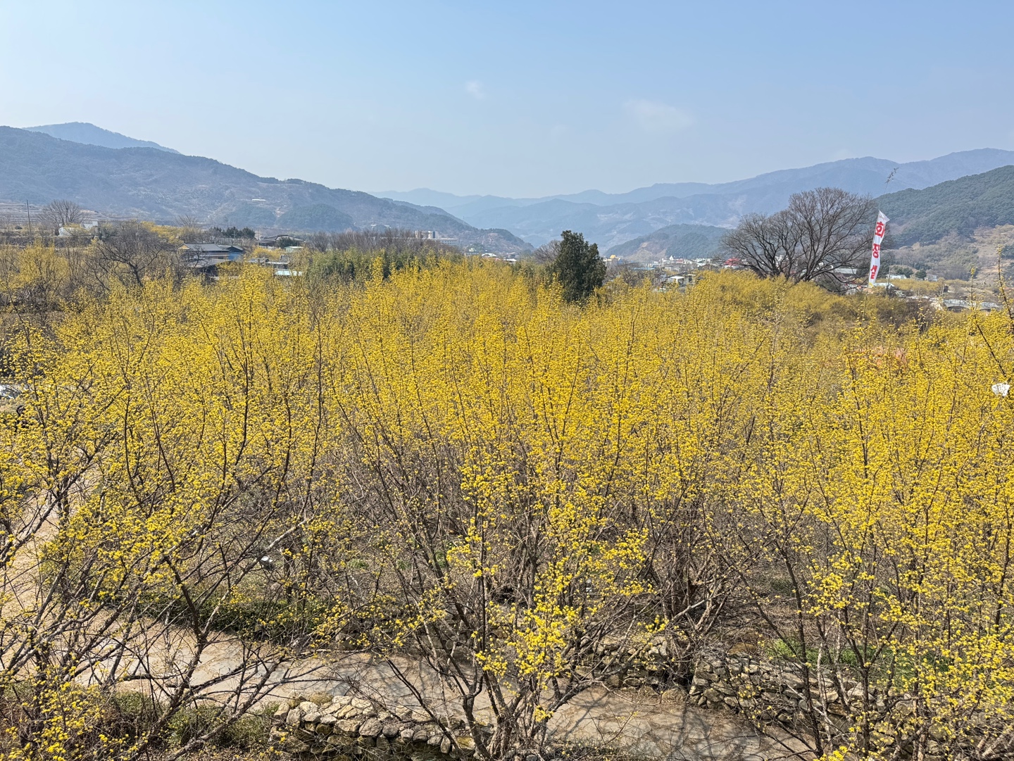 구례산수유축제