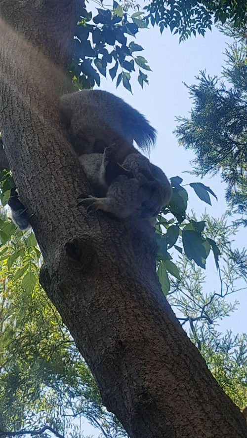 타롱가 동물원에서 자고있는 코알라