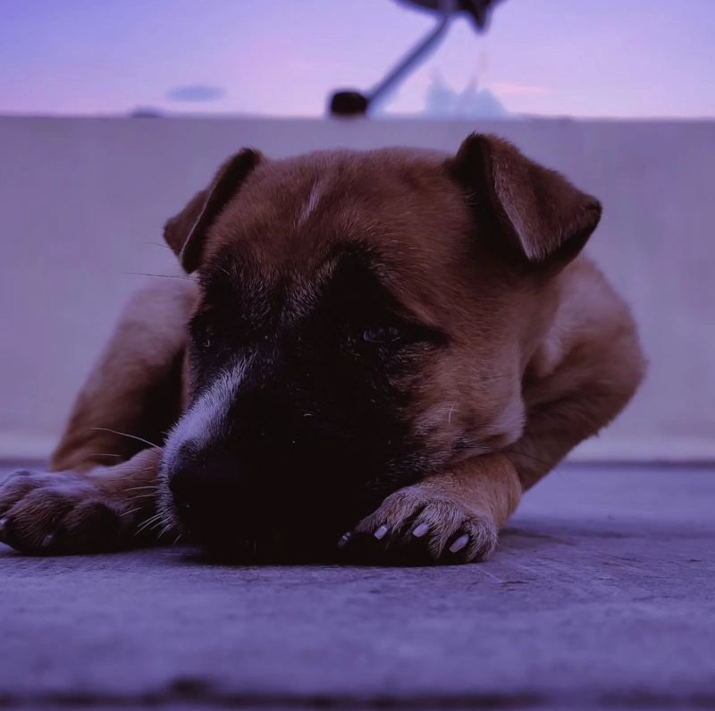 삼복더위 인사말