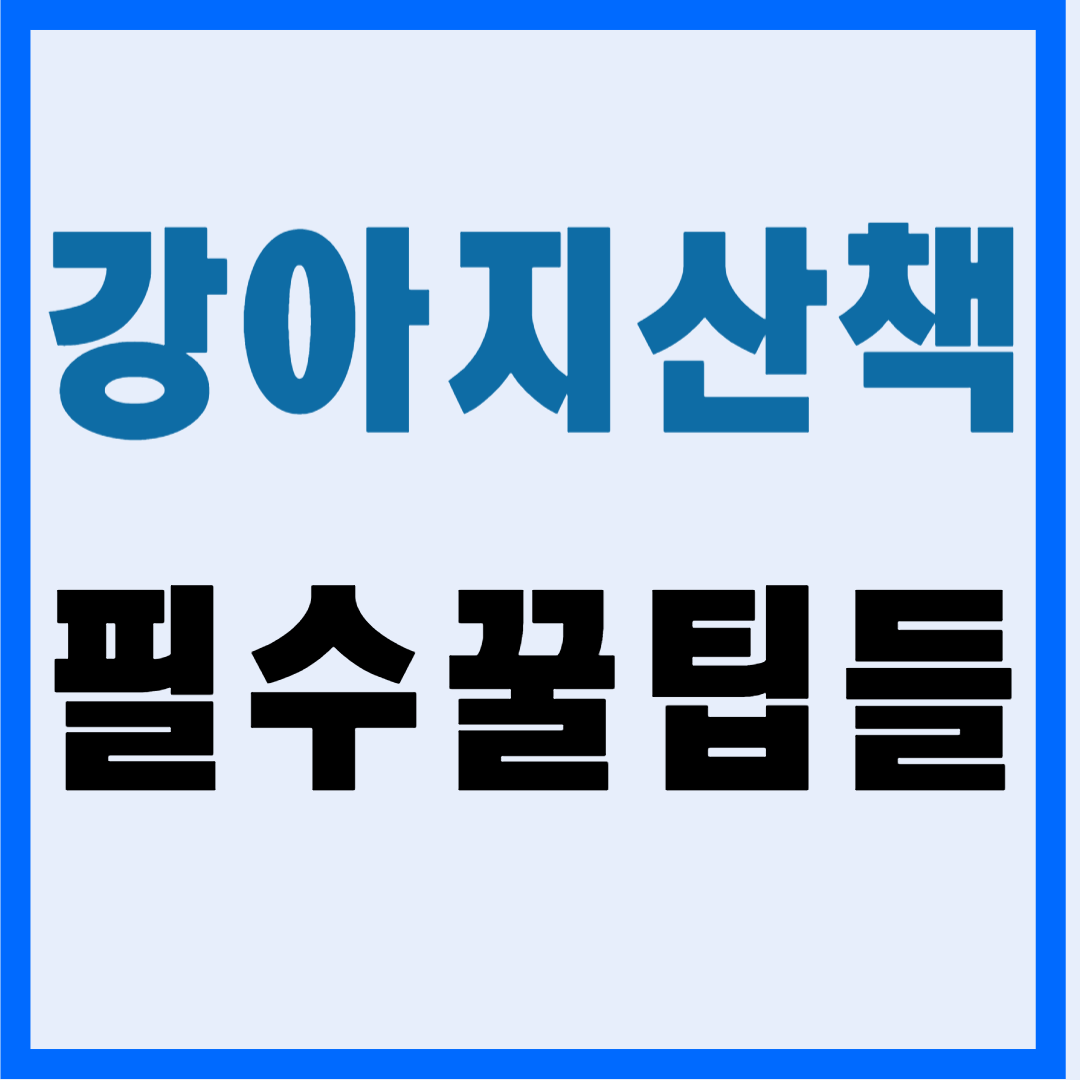 반려인이 알아야 할 강아지 산책 꿀팁