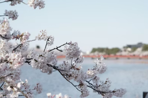 벚꽃 명소 근처 웰컴 키즈존(예스키즈존) 식당 완벽 가이드