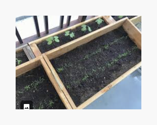 서울 베란다 정원: 비건 라이프스타일을 위한 필수 식물 3가지