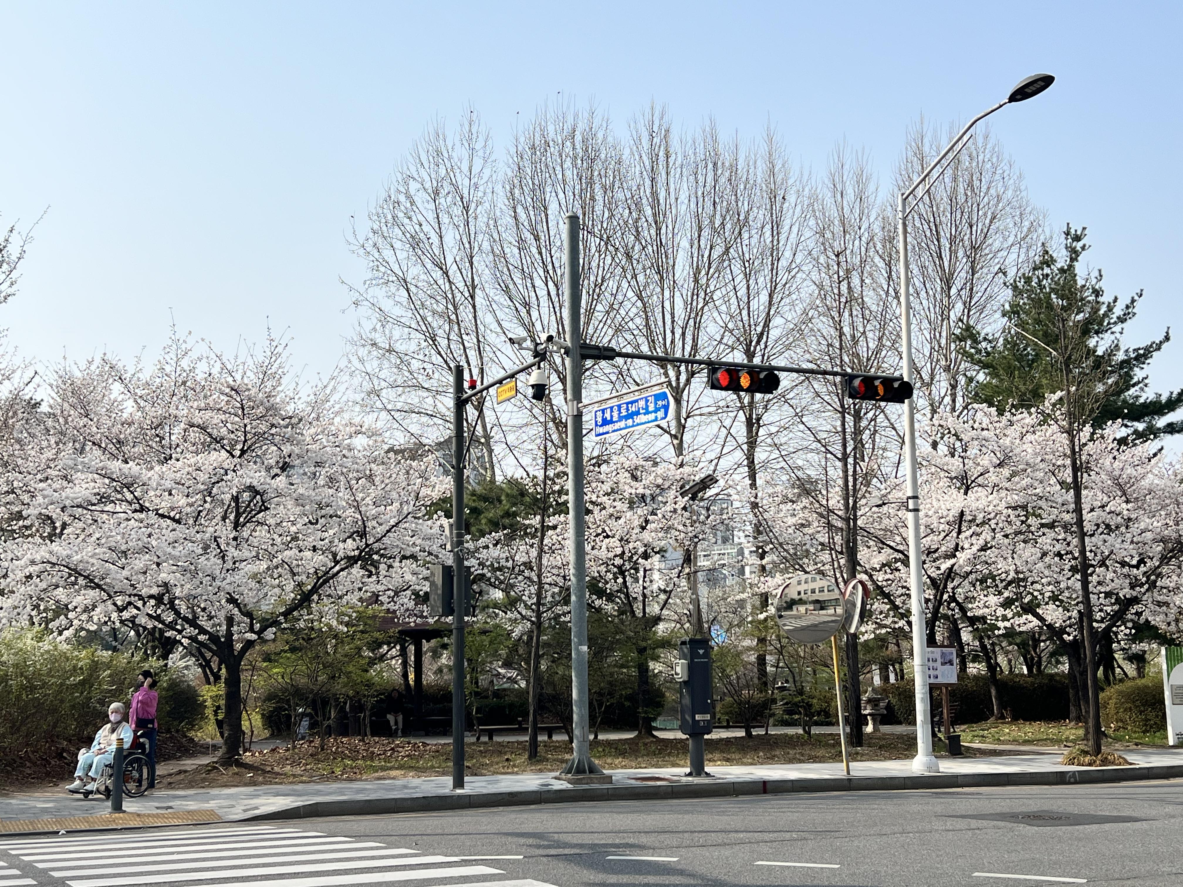 서현 벛꽃