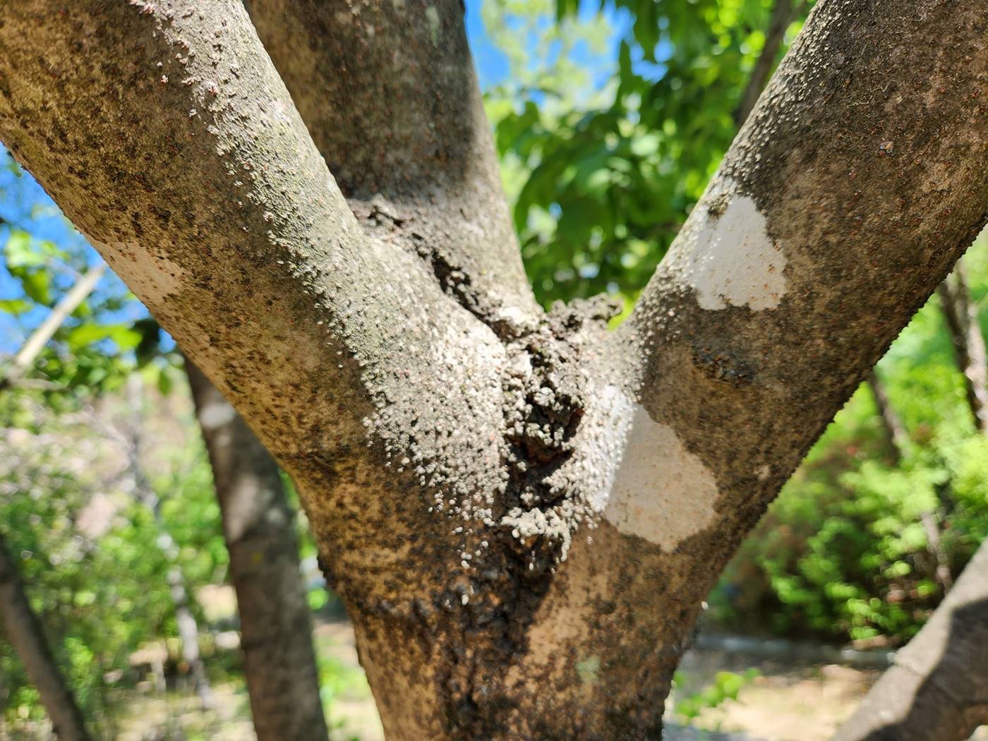 중국물푸레나무