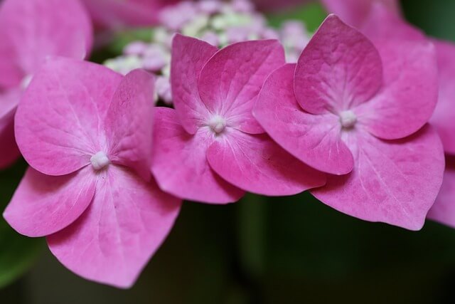 휴애리 봄 수국 축제