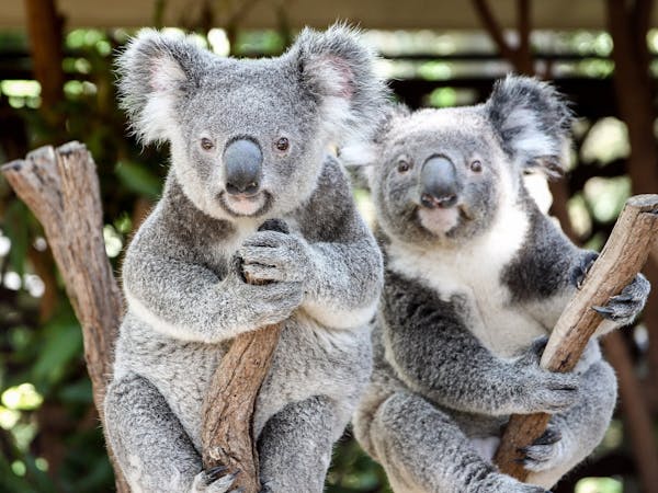 브리즈번의 Lone Pine Koala Sanctuary