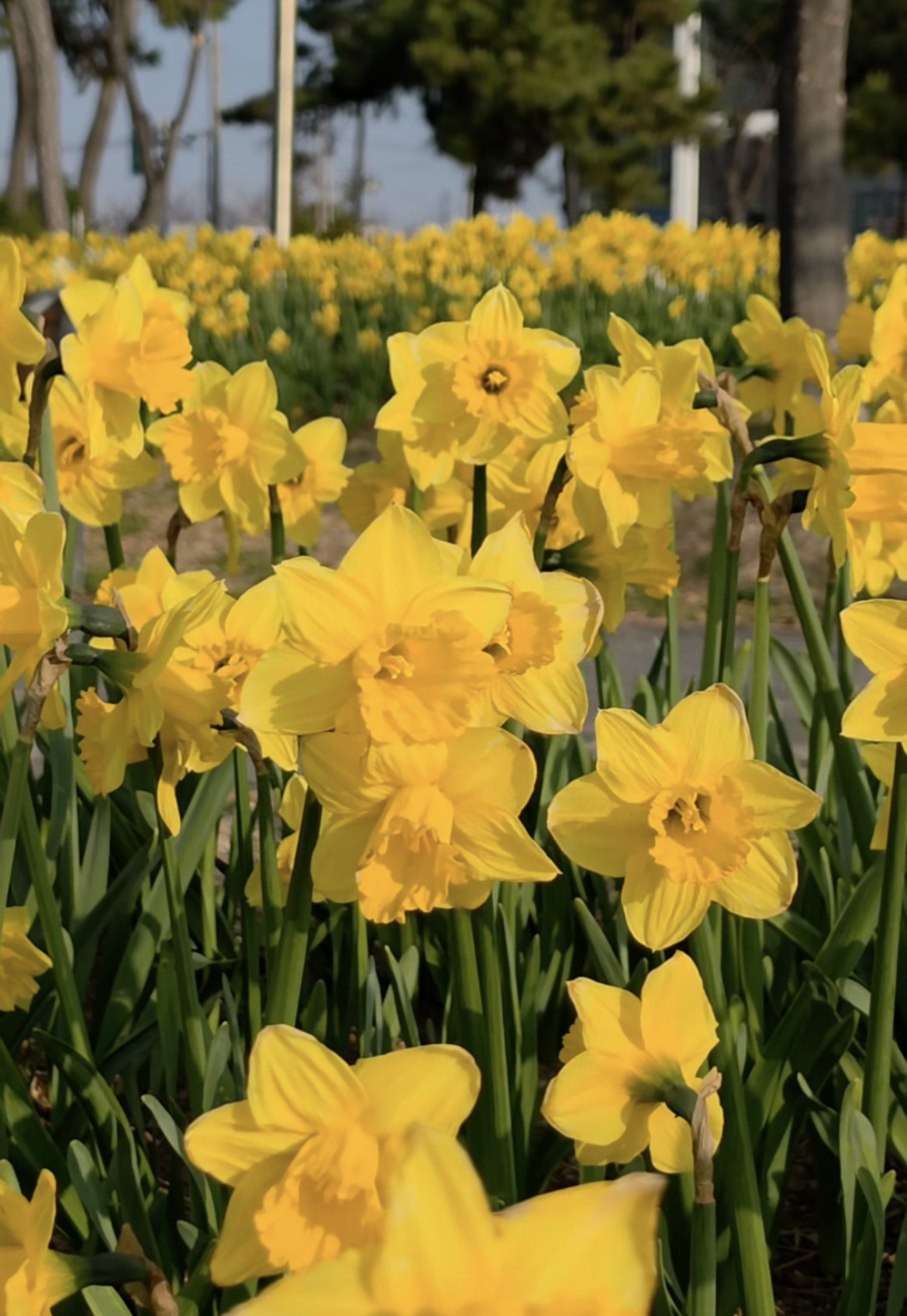 벚꽃 개화시기 4월 7일? 산림청 개화지도로 보는 2026 봄꽃 개화시기 관련사진