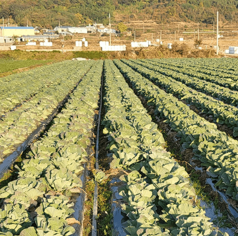 전남 무안 양배추