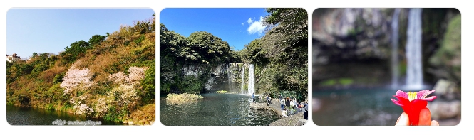 서귀포 천지연폭포 벚꽃