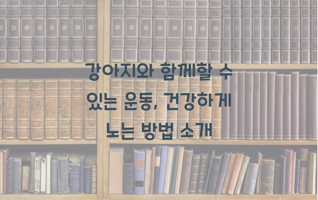강아지와 함께할 수 있는 운동, 반려견과 건강하게 노는 방법