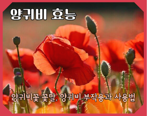 양귀비 효능 및 부작용과 양귀비꽃 꽃말